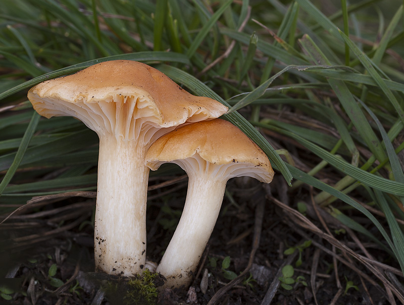 Hygrocybe pratensis